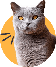 Shapemew
